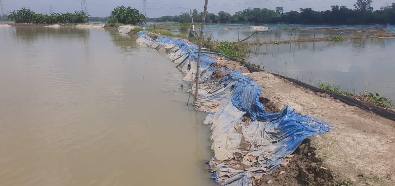 চৌদ্দগ্রামে বন্যায় মৎস্য খাতে ক্ষতি ১১১ কোটি টাকা, পুঁজি হারিয়ে দিশাহারা চাষিরা